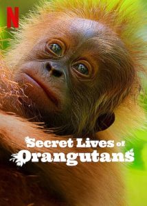 Secret Lives of Orangutans ชีวิตลับอุรังอุตัง (2024)